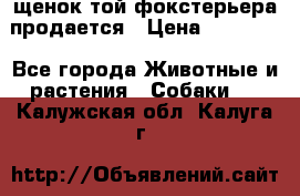 щенок той-фокстерьера продается › Цена ­ 25 000 - Все города Животные и растения » Собаки   . Калужская обл.,Калуга г.